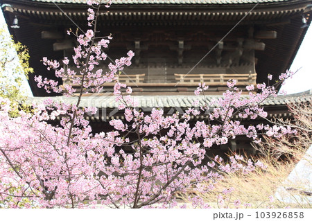 東寺の五重塔と河津桜 103926858