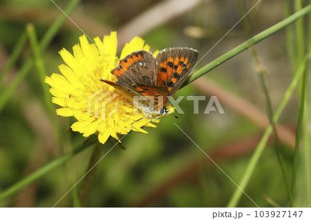 ベニシジミ 103927147