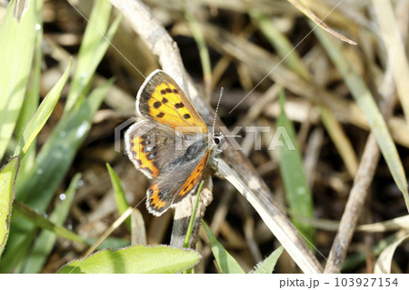 ベニシジミ 103927154
