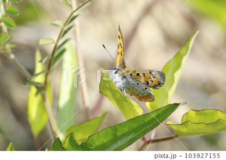 ベニシジミ 103927155