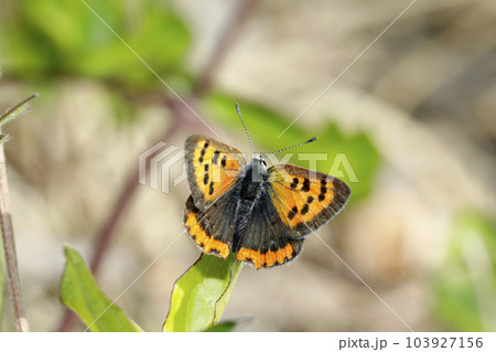 ベニシジミ 103927156