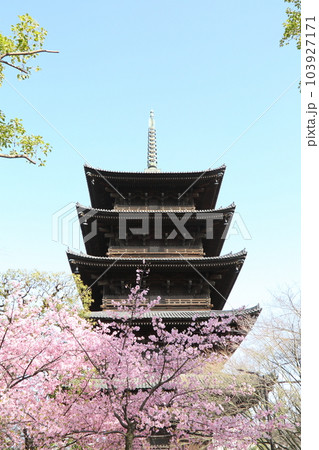 東寺の五重塔と河津桜 東寺の五重塔と河津桜 103927171