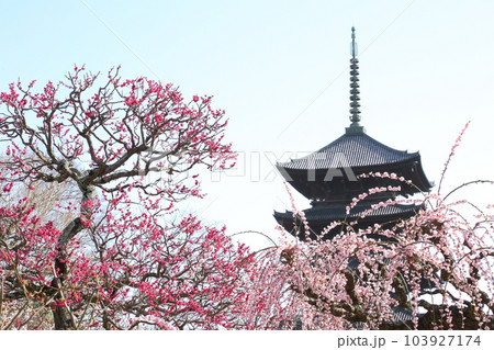 東寺の五重塔と枝垂れ梅 東寺の五重塔と枝垂れ梅 103927174