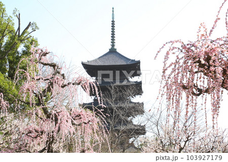 東寺の五重塔と枝垂れ梅 東寺の五重塔と枝垂れ梅 103927179