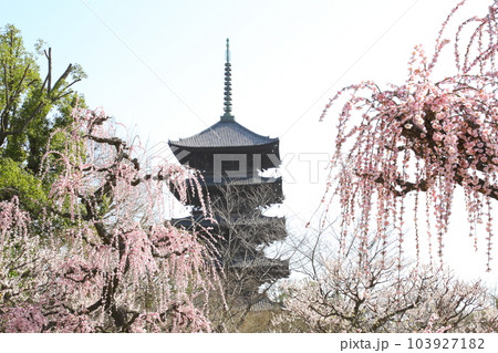 東寺の五重塔と枝垂れ梅 東寺の五重塔と枝垂れ梅 103927182