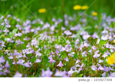 平城京跡・野原に咲くムラサキサギゴケ 103927308