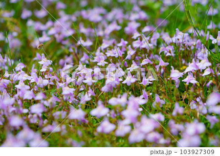 平城京跡・野原に咲くムラサキサギゴケ 平城京跡・野原に咲くムラサキサギゴケ 103927309