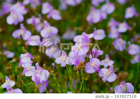 平城京跡・野原に咲くムラサキサギゴケ 103927310