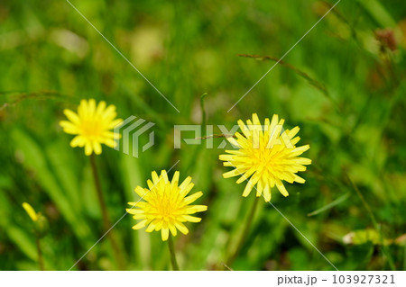 平城京跡・野原に咲くたんぽぽ 103927321