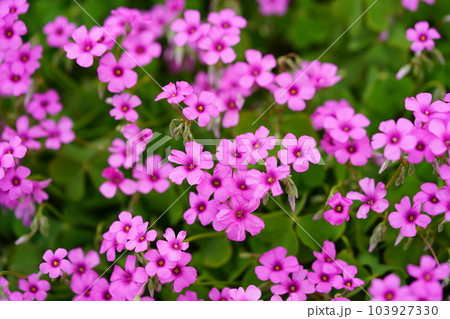 イモカタバミの花壇 103927330