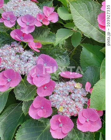 ピンク色　額アジサイ　紫陽花 103927335