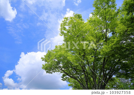 爽やか ケヤキの木 爽やか ケヤキの木 103927358