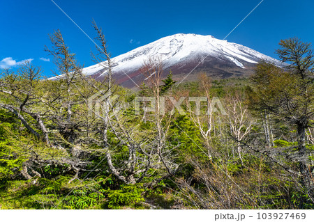 《山梨県》初夏の富士山・新緑と冠雪の奥庭 《山梨県》初夏の富士山・新緑と冠雪の奥庭 103927469