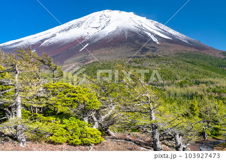《山梨県》初夏の富士山・新緑と冠雪の奥庭 103927473