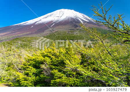 《山梨県》初夏の富士山・新緑と冠雪の奥庭 103927479