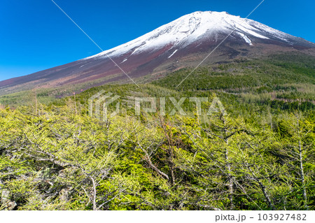 《山梨県》初夏の富士山・新緑と冠雪の奥庭 103927482