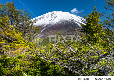 《山梨県》初夏の富士山・新緑と冠雪の奥庭 《山梨県》初夏の富士山・新緑と冠雪の奥庭 103927486