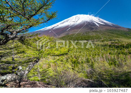 《山梨県》初夏の富士山・新緑と冠雪の奥庭 《山梨県》初夏の富士山・新緑と冠雪の奥庭 103927487