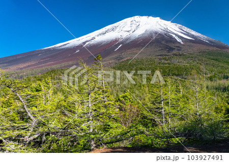 《山梨県》初夏の富士山・新緑と冠雪の奥庭 103927491