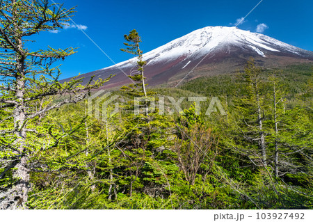 《山梨県》初夏の富士山・新緑と冠雪の奥庭 《山梨県》初夏の富士山・新緑と冠雪の奥庭 103927492
