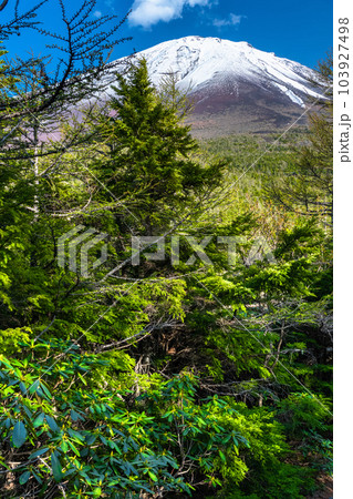 《山梨県》初夏の富士山・新緑と冠雪の奥庭 《山梨県》初夏の富士山・新緑と冠雪の奥庭 103927498