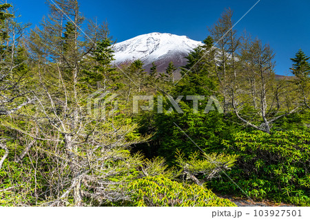 《山梨県》初夏の富士山・新緑と冠雪の奥庭 103927501