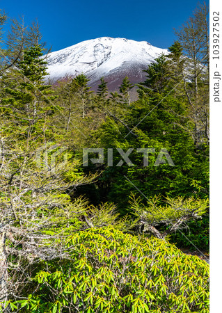 《山梨県》初夏の富士山・新緑と冠雪の奥庭 103927502