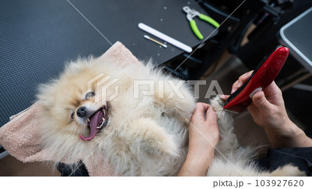 A female groomer trims the hair on the paws of a spitz.  103927620