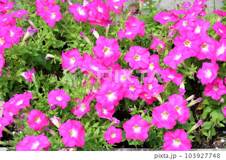 ペチュニアの花 ペチュニアの花 103927748