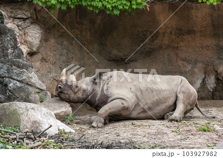 クロサイ（ヒガシクロサイ）天王寺動物園 103927982