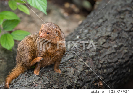 コビトマングース　天王寺動物園 103927984