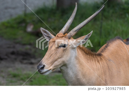 エランド（イランド）　天王寺動物園 103927985