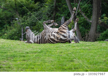 シマウマ(グラントシマウマ)天王寺動物園 シマウマ(グラントシマウマ)天王寺動物園 103927987