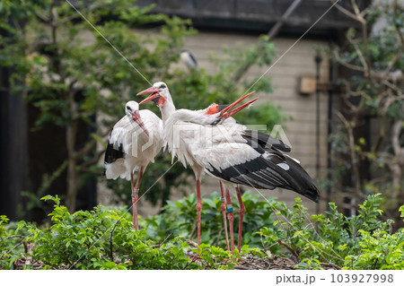 クラッタリングするシュバシコウ　天王寺動物園　鳥の楽園 103927998