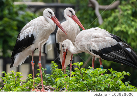 シュバシコウ　天王寺動物園　鳥の楽園 103928000