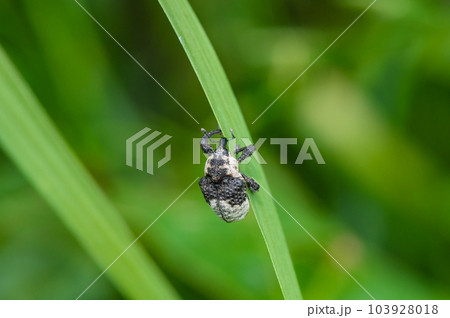オジロアシナガゾウムシ 103928018