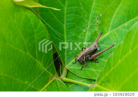 葉の上のヒメギス 103928020