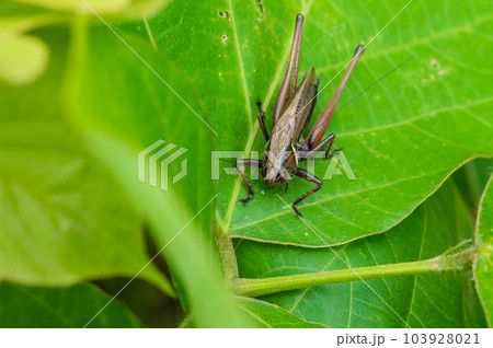 葉の上のヒメギス 葉の上のヒメギス 103928021