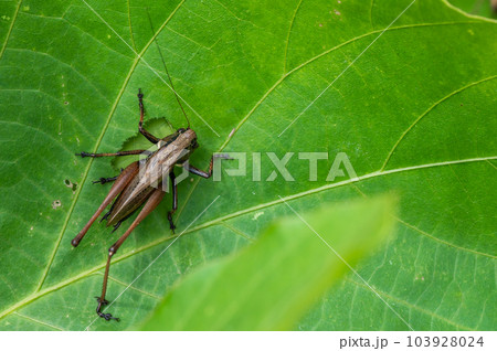 葉の上のヒメギス 103928024