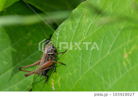 葉の上のヒメギス 葉の上のヒメギス 103928027