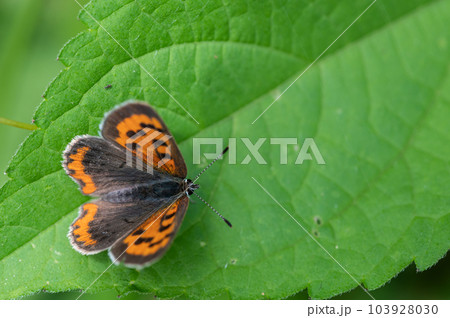 草の上に止まるベニシジミ 103928030