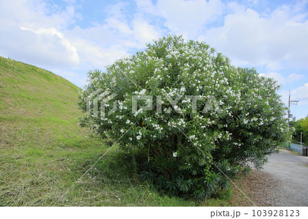 キョウチクトウの花 103928123