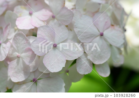 紫陽花  鎌倉砂押川プロムナード 103928260