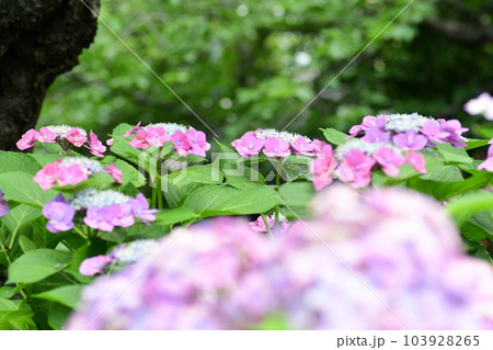 紫陽花  鎌倉砂押川プロムナード 103928265