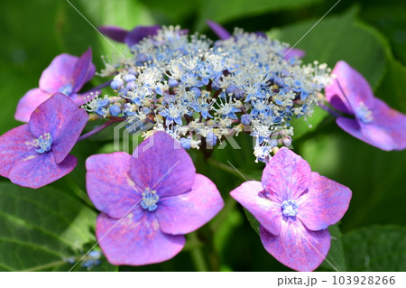 紫陽花 鎌倉砂押川プロムナード 紫陽花 鎌倉砂押川プロムナード 103928266