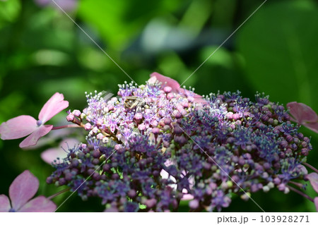 紫陽花 鎌倉砂押川プロムナード 紫陽花 鎌倉砂押川プロムナード 103928271