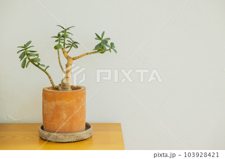 鉢植え 鉢植え 103928421