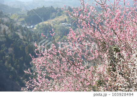 月ヶ瀬梅林 103928494