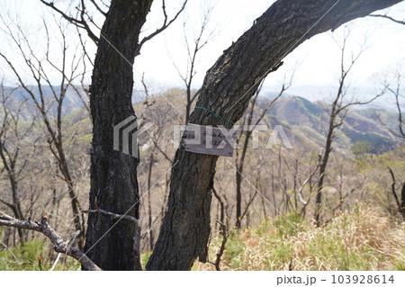 前仙人ケ岳から仙人ケ岳に向かう登山道にある小ピーク 子仙人ケ岳 2023年4月4日 前仙人ケ岳から仙人ケ岳に向かう登山道にある小ピーク 子仙人ケ岳 2023年4月4日 103928614