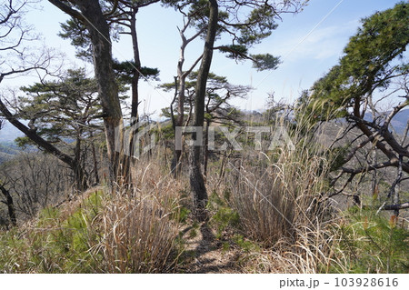 前仙人ケ岳から仙人ケ岳に向かう登山道の尾根から、前仙人ケ岳方面を振り返り見る　2023年4月4日 103928616